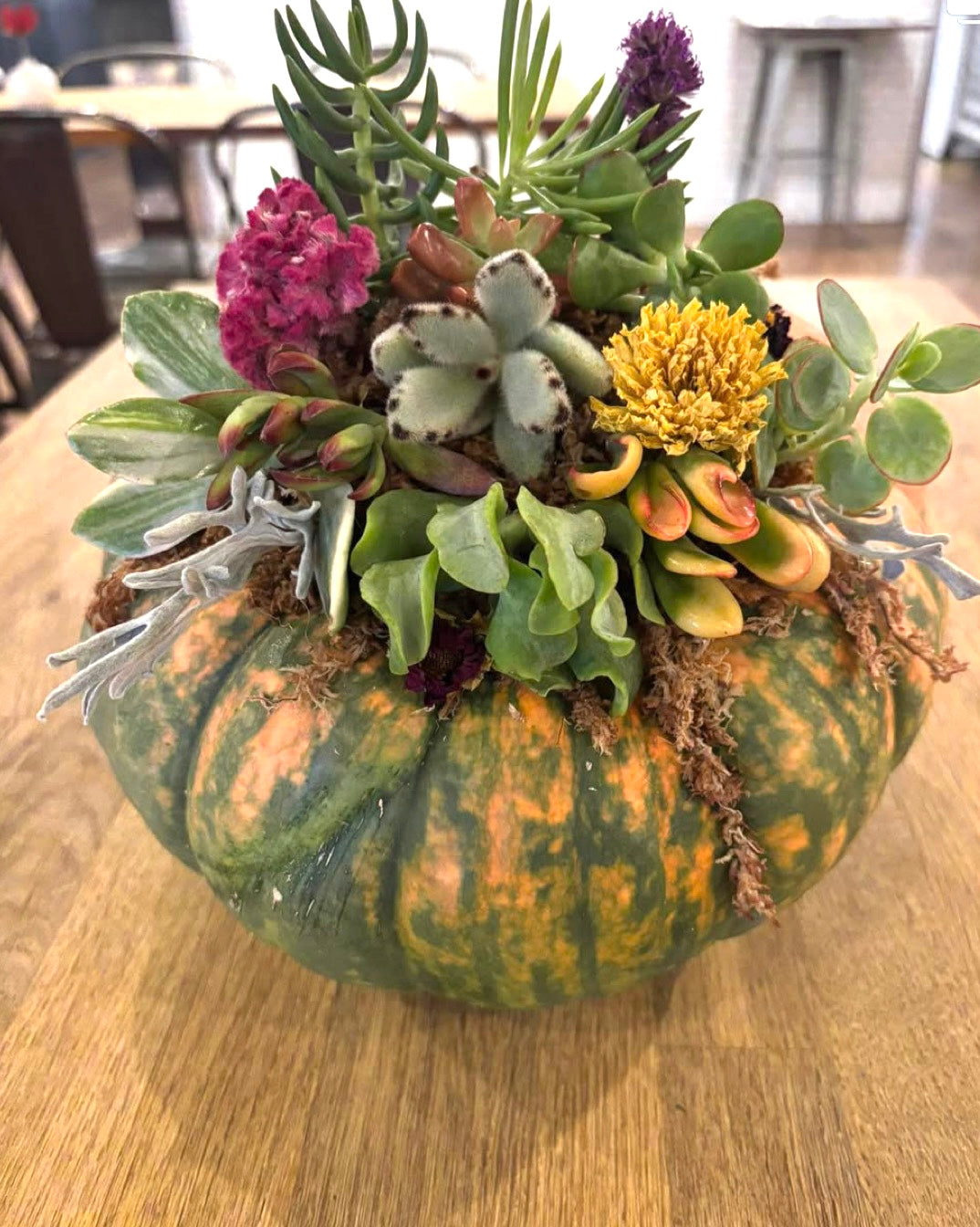 October 14 | Pumpkin Succulent Workshop Fundraiser at Buffalo Elementary