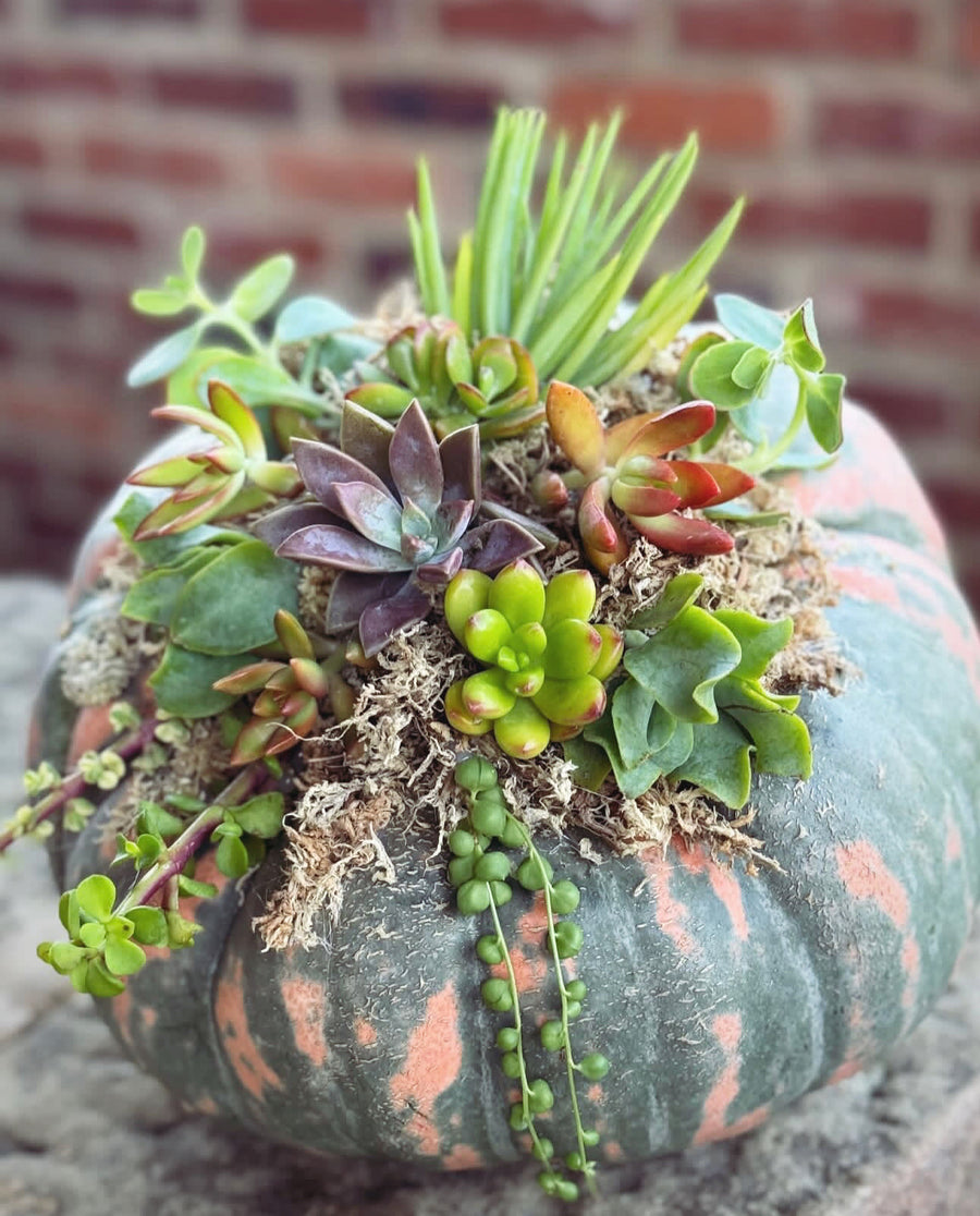 October 05 | Pumpkin Succulent Workshop at Levity Brewing