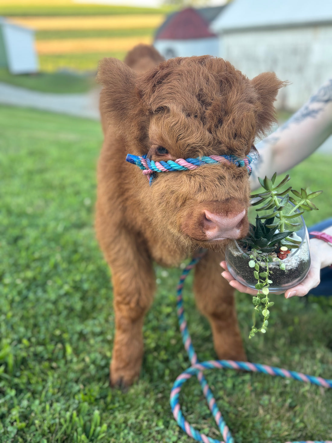 July 24th | Cacti & Cows at Hickory Hearth Highlands