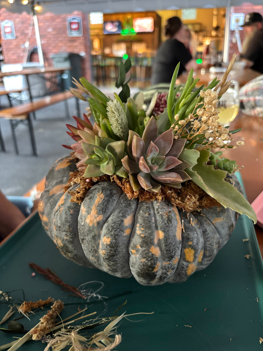 September 23rd | Pumpkin Succulent Workshop at Two Frays Brewery