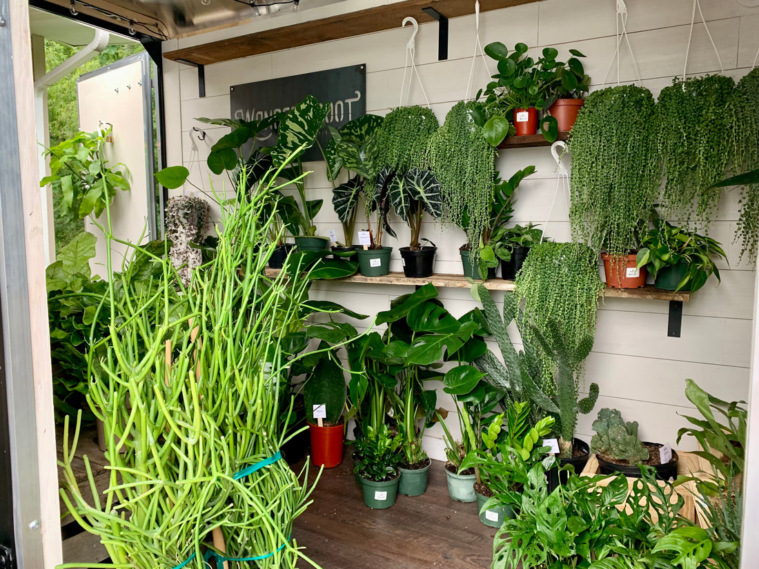 Plant Bingo @ Squatch Brewing March 25th