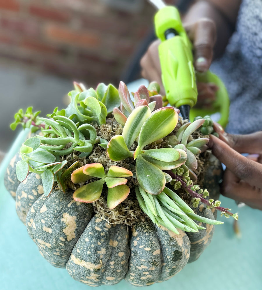 October 05 | Pumpkin Succulent Workshop at Levity Brewing