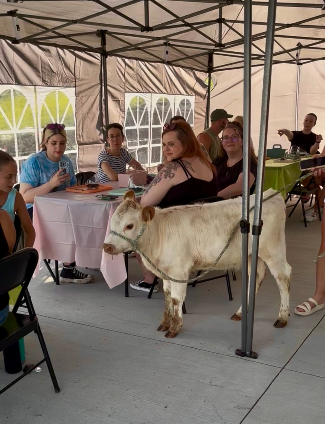 July 24th | Cacti & Cows at Hickory Hearth Highlands