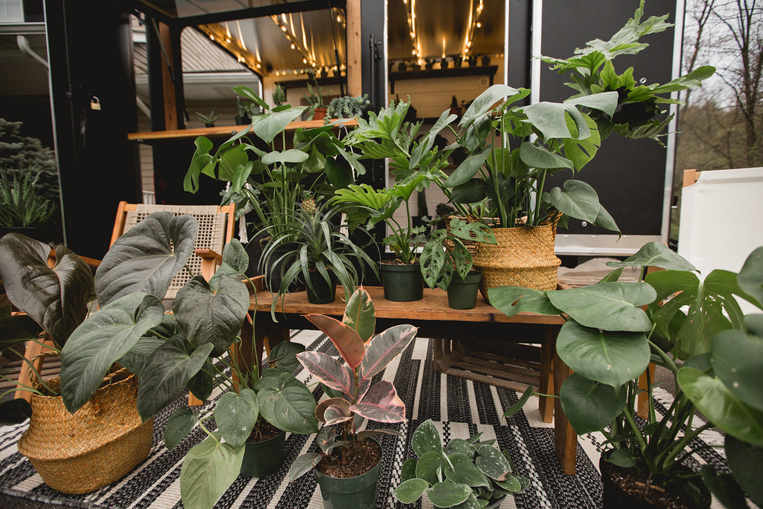 Plant Bingo @ Squatch Brewing March 25th