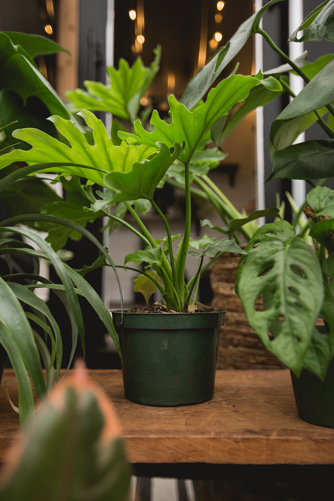 Plant Bingo @ Squatch Brewing March 25th