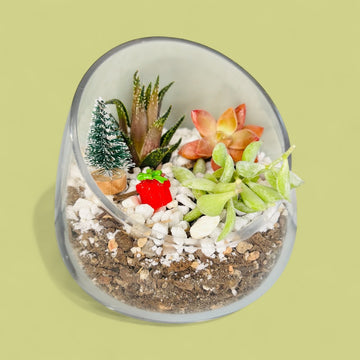 DIY Holiday Succulent Terrarium Kit