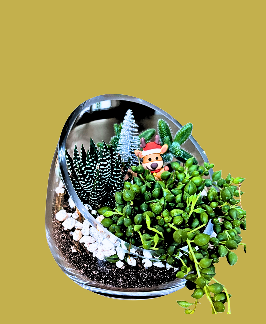 DIY Holiday Succulent Terrarium Kit