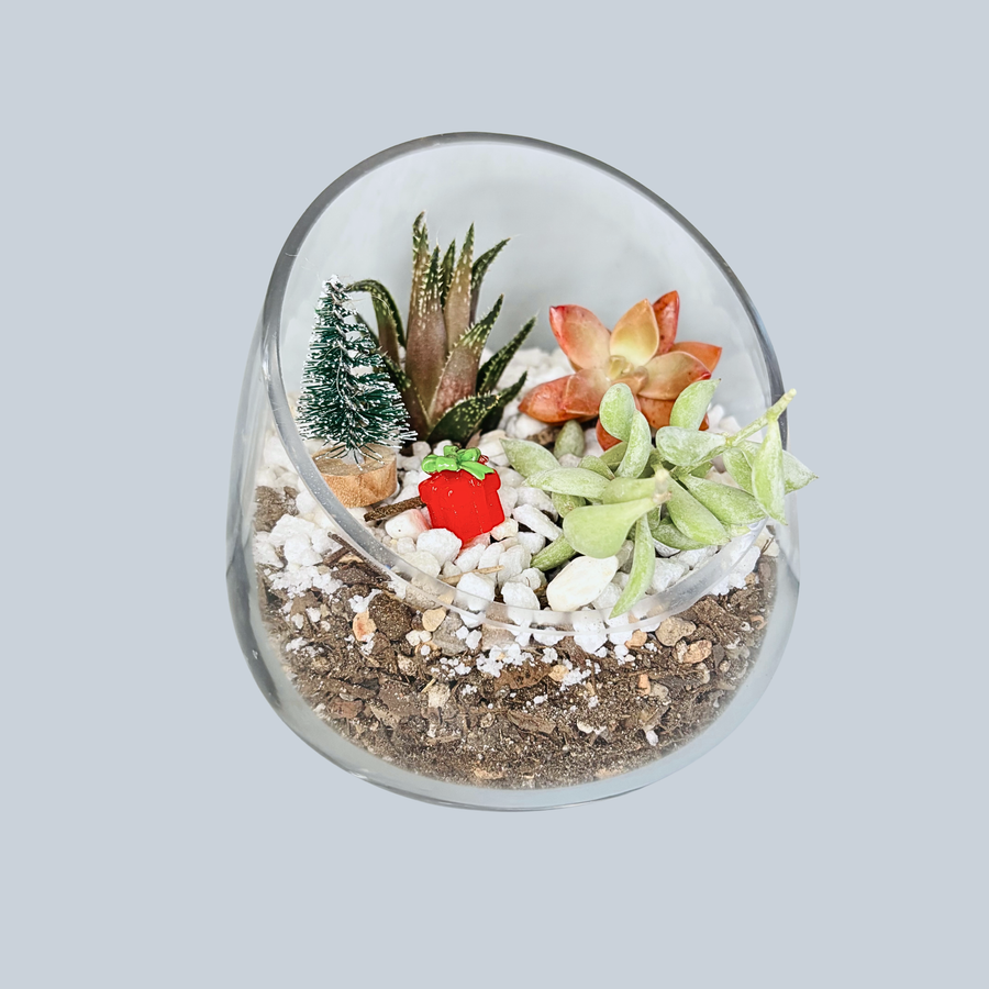 DIY Holiday Succulent Terrarium Kit