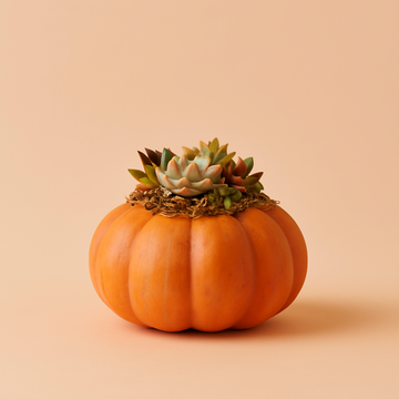 Succulent pumpkin