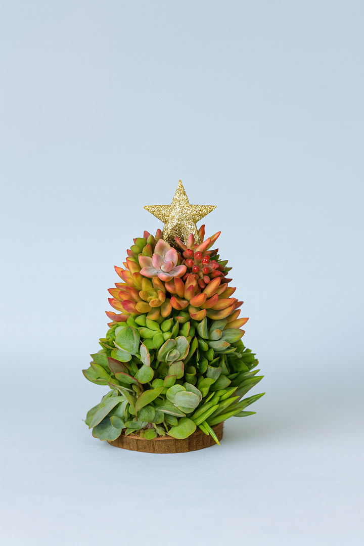 Decorative succulent Christmas tree with a gold star on a light blue background