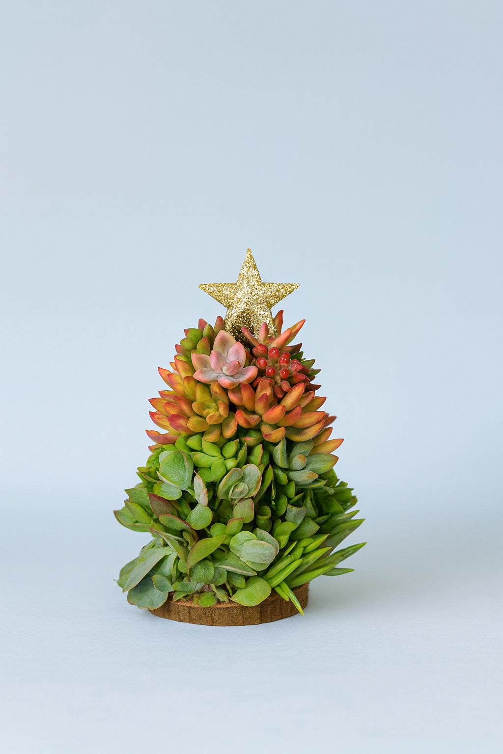 Decorative succulent Christmas tree with a gold star on a light blue background
