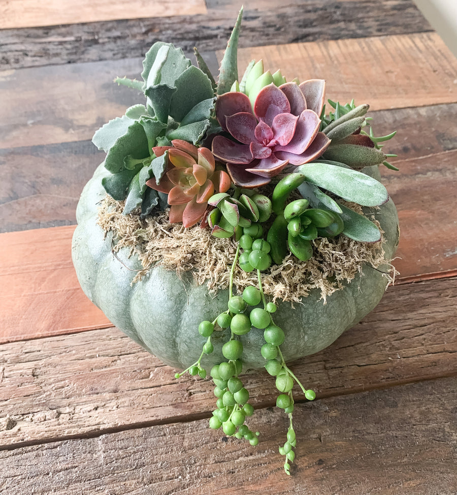 October 05 | Pumpkin Succulent Workshop at Levity Brewing