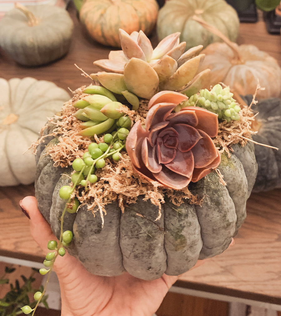October 05 | Pumpkin Succulent Workshop at Levity Brewing