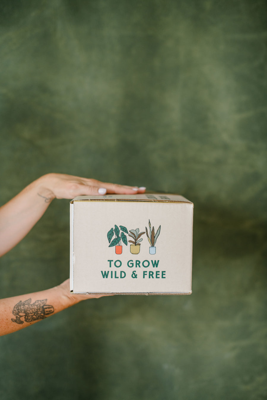 DIY Succulent Christmas Tree Kit