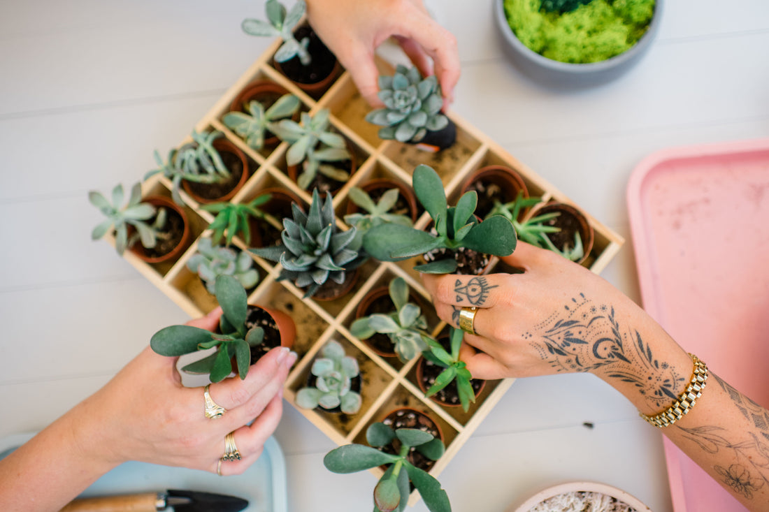 Cacti & Succulent Terrarium Workshop @ Sandfly Brewing Company March 26th