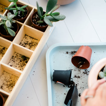 September 24 | Pumpkin Succulent Workshop at Curly Tail Coffee
