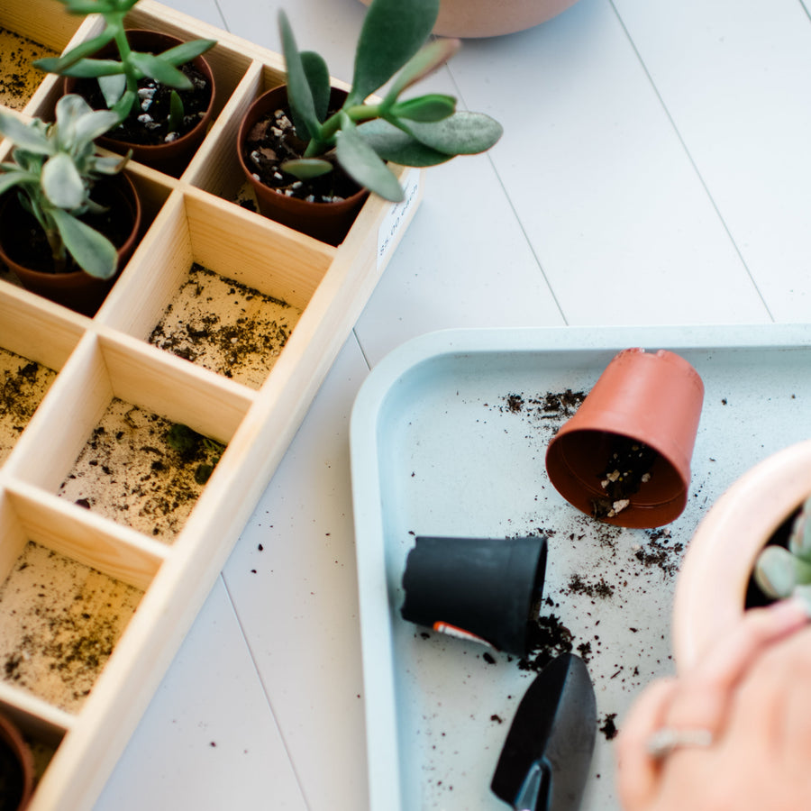 September 24 | Pumpkin Succulent Workshop at Curly Tail Coffee